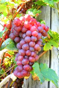 Grapes