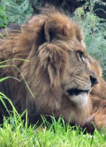 Lion2