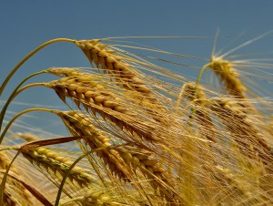 Wheat field against a blue sky.